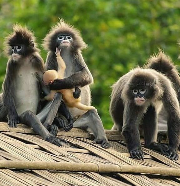 Sepahijala Wildlife Sanctuary Itinerary